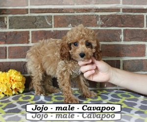 Cavapoo (Miniature) Puppy for sale in CLARKRANGE, TN, USA