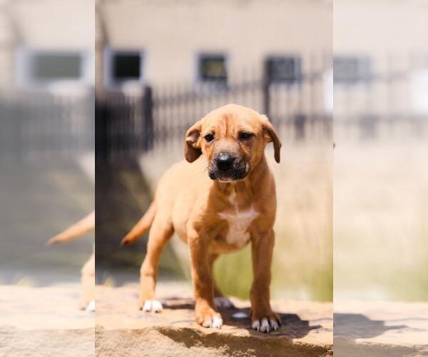 Medium Photo #6 Labrador Retriever-Unknown Mix Puppy For Sale in Rockwall, TX, USA