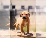Small Photo #6 Labrador Retriever-Unknown Mix Puppy For Sale in Rockwall, TX, USA