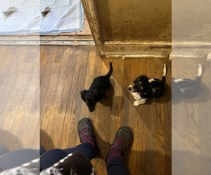 Dachshund Puppy for sale in LYNCHBURG, VA, USA