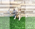 Small Photo #9 French Bulldog Puppy For Sale in CARY, NC, USA