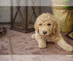 Small Photo #15 Goldendoodle Puppy For Sale in CITRUS HEIGHTS, CA, USA