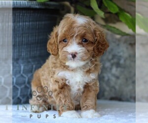 Cavapoo Puppy for sale in EAST EARL, PA, USA