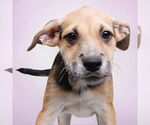 Small #1 Mutt