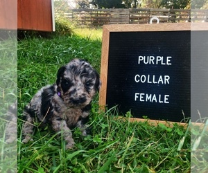 Poodle (Standard) Puppy for sale in COUCH, MO, USA