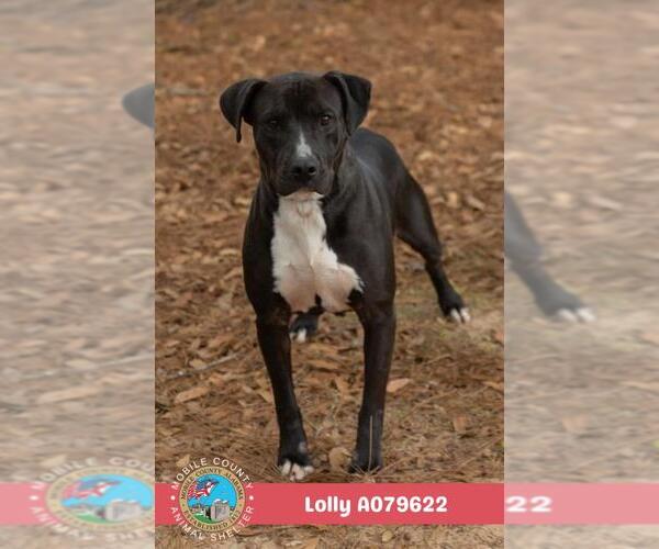 Medium Photo #2 Bulldog-Unknown Mix Puppy For Sale in Mobile, AL, USA