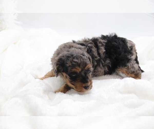Medium Photo #47 Cockapoo Puppy For Sale in RIPLEY, TN, USA