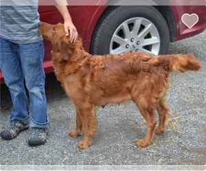 Mother of the Golden Retriever puppies born on 06/05/2026