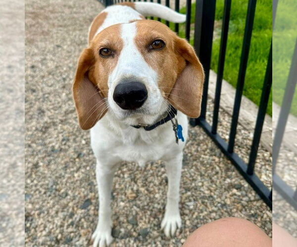 Medium Photo #3 Mutt Puppy For Sale in Canton, CT, USA
