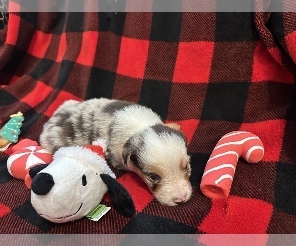 Medium Photo #8 Miniature Australian Shepherd Puppy For Sale in QUINCY, CA, USA