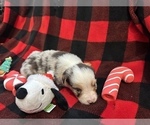 Small Photo #8 Miniature Australian Shepherd Puppy For Sale in QUINCY, CA, USA