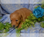 Small #1 Golden Retriever
