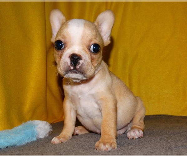 Medium Photo #3 French Bulldog Puppy For Sale in VERONA, MO, USA