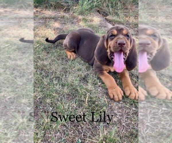 Medium Photo #4 Bloodhound Puppy For Sale in COLLINSVILLE, AL, USA