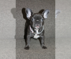French Bulldog Puppy for sale in SAN FRANCISCO, CA, USA