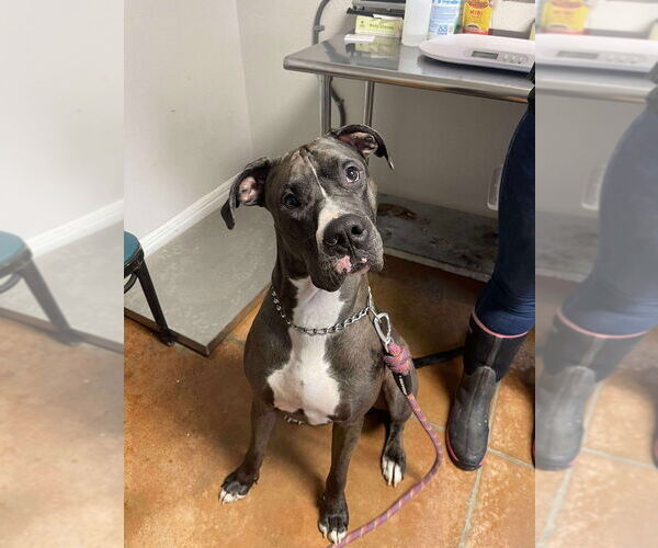 Medium Photo #1 Great Dane-Unknown Mix Puppy For Sale in Bolivar, MO, USA