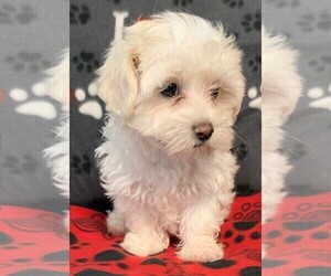 Maltese Puppy for sale in CLARE, IL, USA