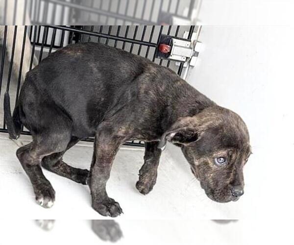 Medium Photo #1 Mutt Puppy For Sale in Houston, TX, USA