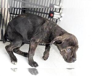 Mutt Dogs for adoption in Houston, TX, USA