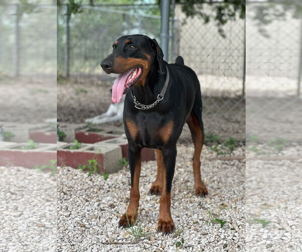 Medium Photo #1 Doberman Pinscher Puppy For Sale in Devine, TX, USA