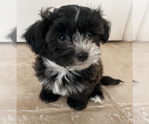 Mal-Shi Puppy for sale in BAKERSFIELD, CA, USA