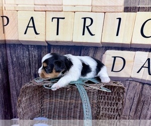 Maltese Puppy for sale in CASSVILLE, MO, USA