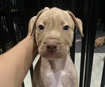 Small American Pit Bull Terrier
