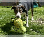 Small #8 American Pit Bull Terrier Mix