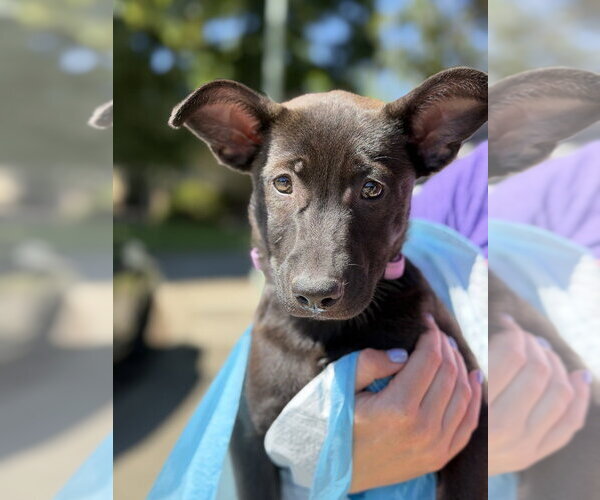 Medium Photo #3 German Shepherd Dog Puppy For Sale in West Sacramento, CA, USA