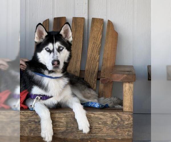 Medium Photo #1 Siberian Husky Puppy For Sale in Placerville, CA, USA