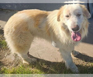Great Pyrenees Dogs for adoption in Woodland , CA, USA