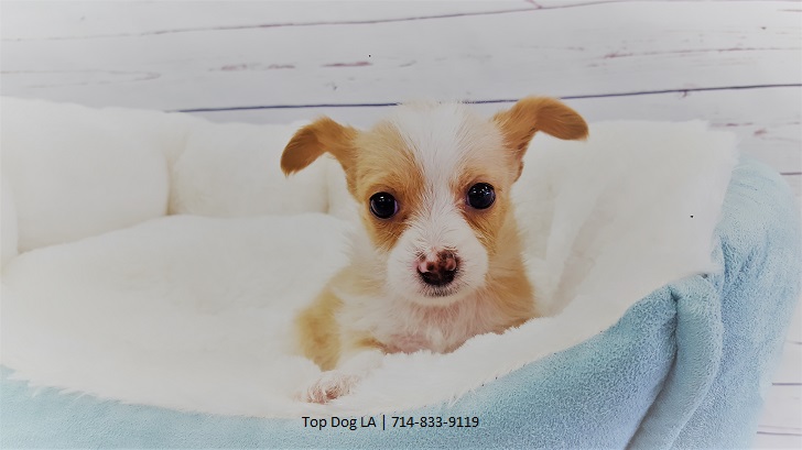 Medium Photo #1 Jack Russell Terrier-Maltese Mix Puppy For Sale in LA MIRADA, CA, USA