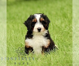Bernedoodle (Miniature) Puppy for sale in NEW HOLLAND, PA, USA