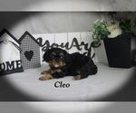 Small #11 Cavalier King Charles Spaniel