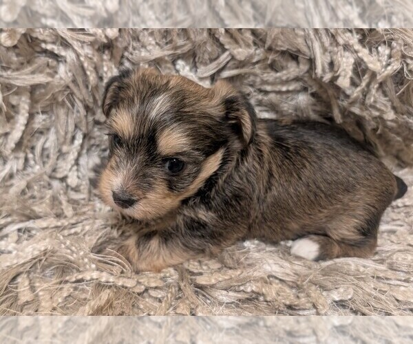 Medium Photo #2 Yorkshire Terrier Puppy For Sale in VIRGINIA BEACH, VA, USA