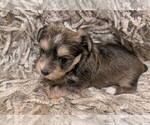 Small #1 Yorkshire Terrier
