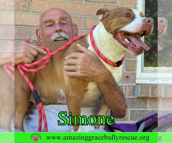 Medium Photo #5 American Staffordshire Terrier-Unknown Mix Puppy For Sale in Pensacola, FL, USA