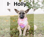Small #1 Mastiff Mix