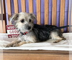 Small #2 Mutt