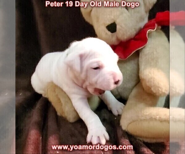 Medium Photo #43 Dogo Argentino Puppy For Sale in JANE, MO, USA