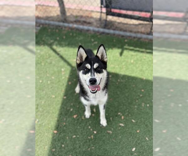 Medium Photo #1 Siberian Husky-Unknown Mix Puppy For Sale in Chula Vista, CA, USA