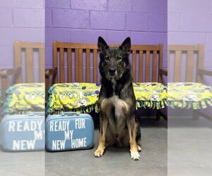 Siberian Husky-Unknown Mix Dogs for adoption in Genesee, WI, USA