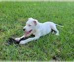Small Photo #5 Dogo Argentino Puppy For Sale in MULBERRY, FL, USA