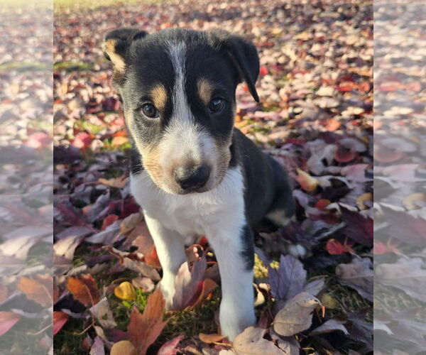 Medium Photo #4 Mutt Puppy For Sale in Alexander, AR, USA