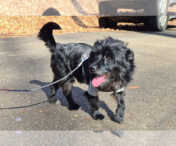 Medium Photo #5 Maltese-Unknown Mix Puppy For Sale in Cary, NC, USA