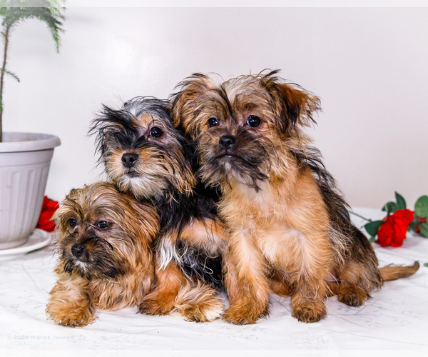 Medium Photo #1 Shorkie Tzu Puppy For Sale in WAKARUSA, IN, USA