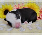 Small Photo #17 Border Collie Puppy For Sale in NORBORNE, MO, USA