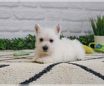 Small #7 West Highland White Terrier