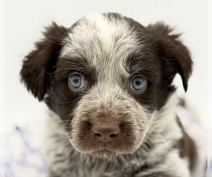 Mutt Dogs for adoption in Brooklyn, NY, USA