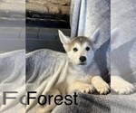 Puppy 8 German Shepherd Dog-Siberian Husky Mix